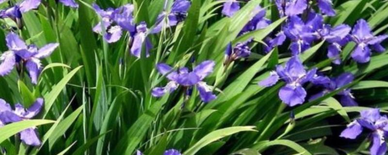 鸢尾花是不是百合花，鸢尾花不是百合花
