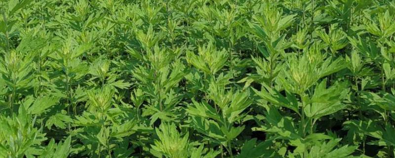 艾草的种植技术，主要以根茎分株进行无性繁殖