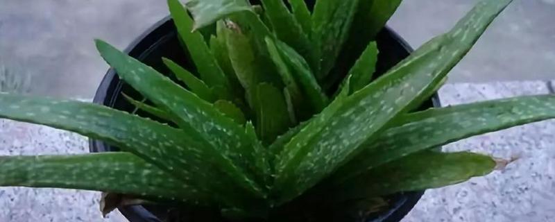 芦荟怎么养，施复合肥前一定要稀释