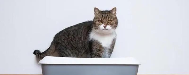 猫小便黄的原因，可能是喝水少、肝脏出现问题等导致