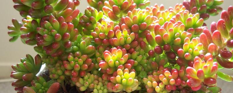 多肉虹之玉的剪枝方法，修剪完后用稀释过的多菌灵药剂涂抹在伤口上