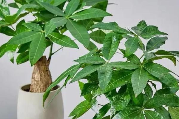 发财树有斑点如何解决，将发病的枝叶剪除并消毒