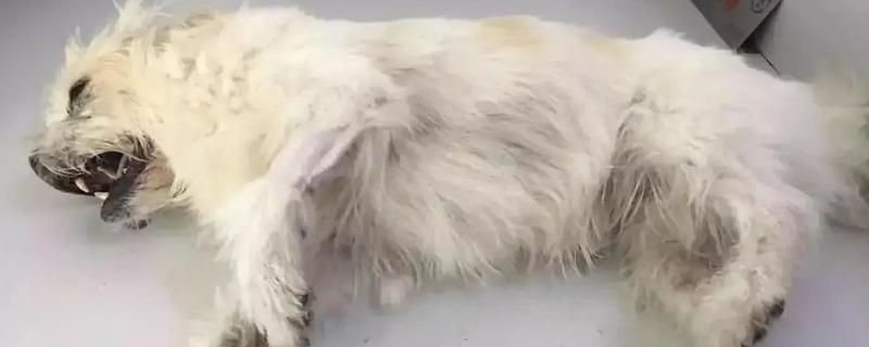 狗狗的中毒类型，分为吸入中毒、误食中毒和接触中毒