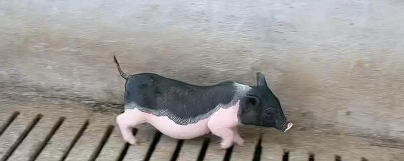 小香猪能长到多大，体重可达到30-50公斤左右