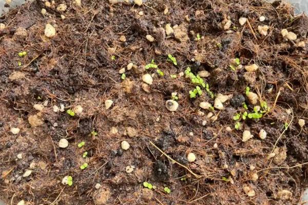 草莓几月份种植最好，二、三月份种植最好