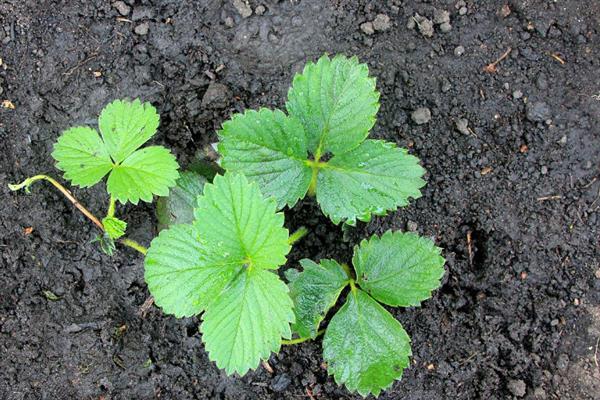 草莓几月份种植最好，二、三月份种植最好