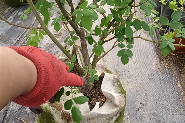 爬藤月季的修剪方法，开花后要剪除残花和枯老枝、病弱枝