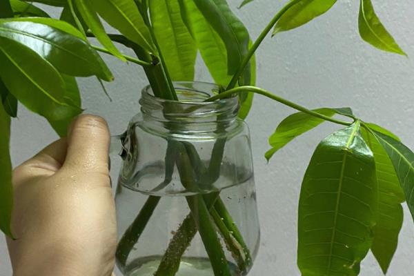 发财树根部烂了如何快速重新生根，需将烂掉的部分剪除