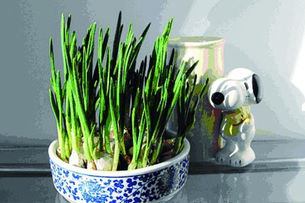 盆栽大蒜的种植方法，可在春季和冬季进行栽种