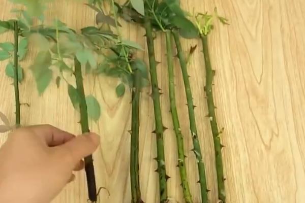 玫瑰如何修剪，花后及时剪去残花
