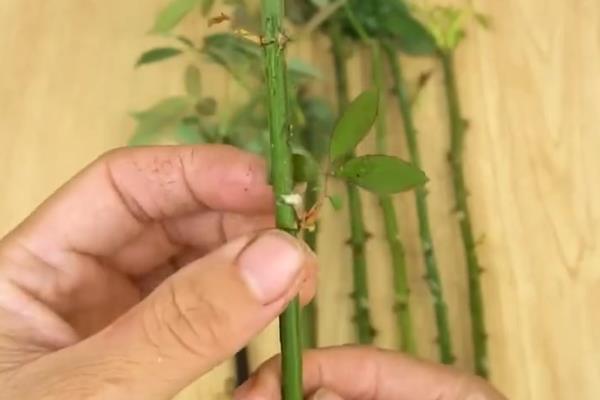 玫瑰如何修剪，花后及时剪去残花