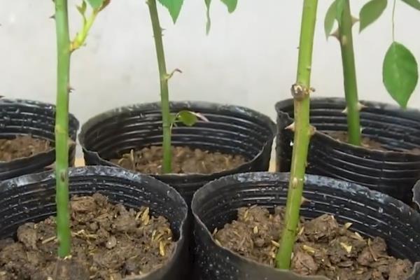 玫瑰如何修剪，花后及时剪去残花