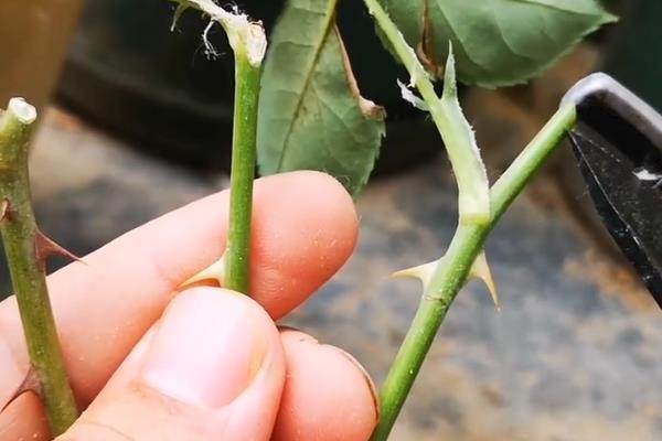 玫瑰如何修剪，花后及时剪去残花