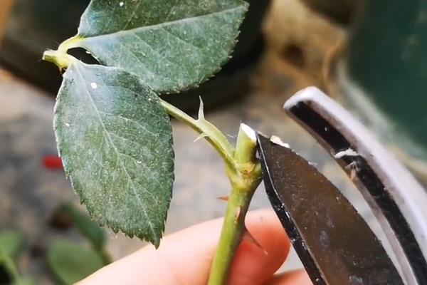 玫瑰如何修剪，花后及时剪去残花