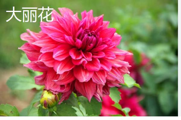 露地宿根花卉有哪些，常见的有虞美人、大丽花等