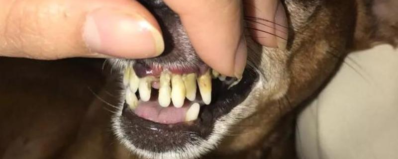 狗狗牙周病有什么危害，不同阶段出现的症状有区别