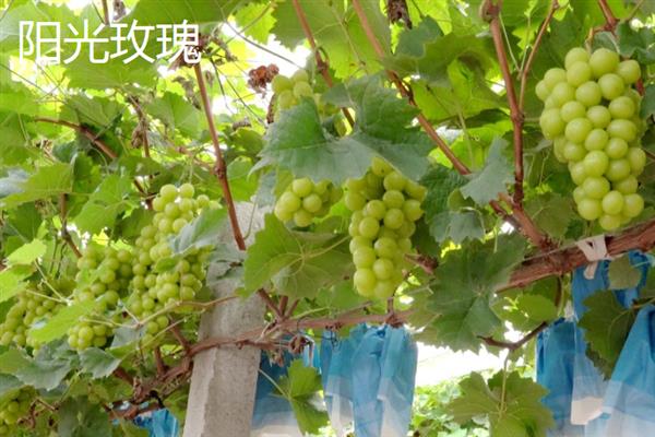 青色的葡萄品种，常见的有阳光玫瑰、无籽露等