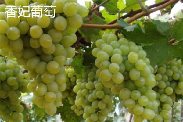 青色的葡萄品种，常见的有阳光玫瑰、无籽露等