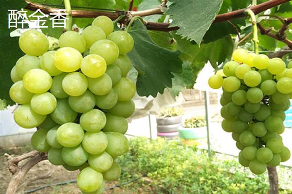 青色的葡萄品种，常见的有阳光玫瑰、无籽露等