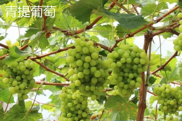 青色的葡萄品种，常见的有阳光玫瑰、无籽露等