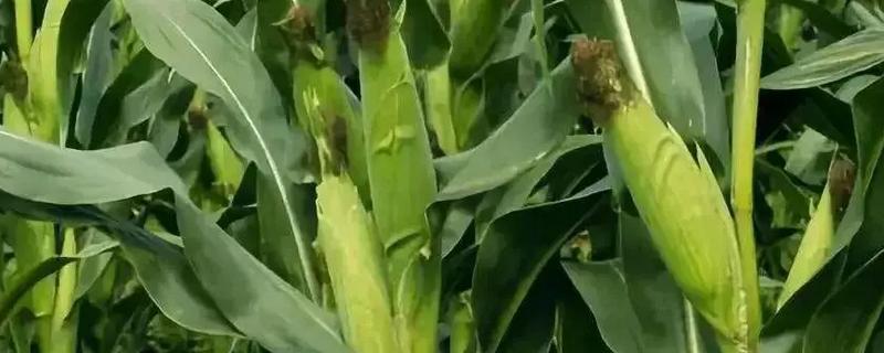 玉米多穗是什么意思，是指玉米单株上长有两个以上果穗