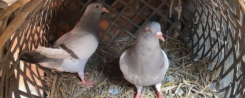 鸽子晚上不回窝如何解决，放置食物可让感到饥饿的鸽子回窝