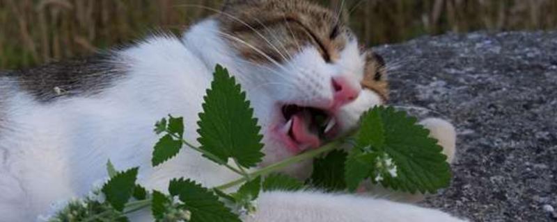猫不喜欢猫薄荷如何处理，可尝试更换成木天蓼