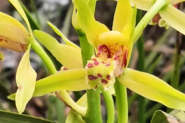 惠兰的开花时间，一般为3-5月份