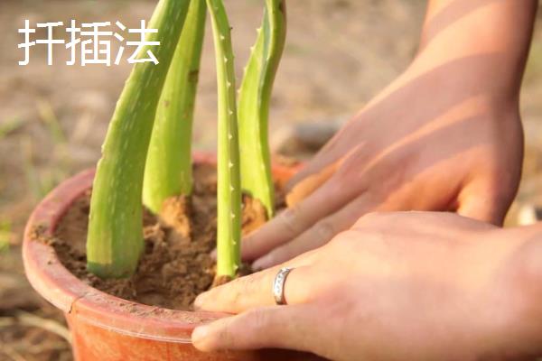 芦荟的养殖方法，养护时要放采光好的位置