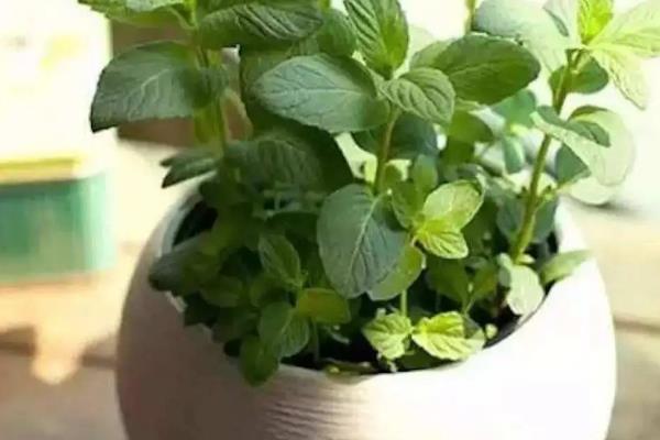 薄荷不能在家养的原因，不利于其它植物生长、放在卧室会影响人们休息