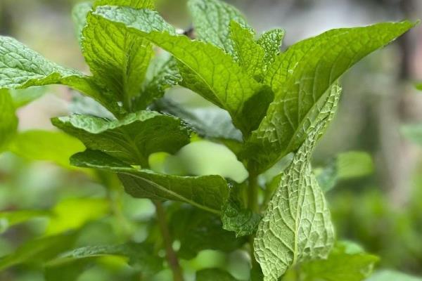 薄荷不能在家养的原因，不利于其它植物生长、放在卧室会影响人们休息