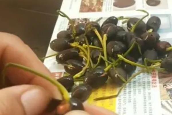 碗莲怎么水培，将根部按入泥土中再加水