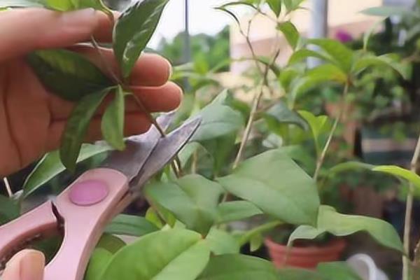 桂花树最低耐寒几度，最低耐寒零下13℃