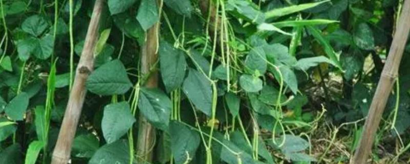 豆角落花落荚的原因，可能是温度不适或营养不足等