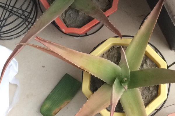 芦荟叶片干瘪的原因，可能是浇水不当或盆土不当等