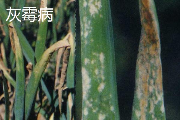 白露葱的种植方法，白露到秋分时节种植为佳