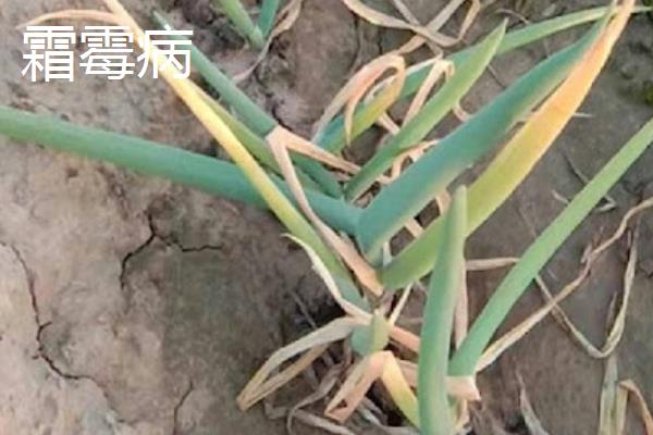 白露葱的种植方法，白露到秋分时节种植为佳
