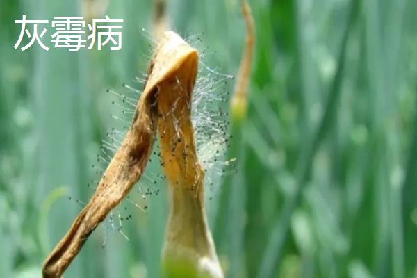 白露葱的种植方法，白露到秋分时节种植为佳