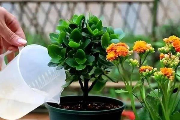 长寿花夏天能放在室外养吗，可以但要注意避雨