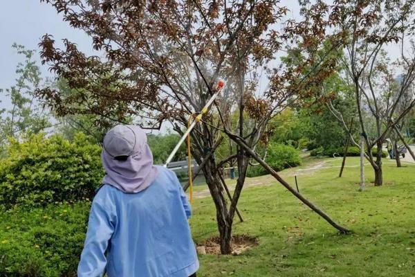 介壳虫使用的药剂，可以喷洒毒死蜱、氧化乐果等