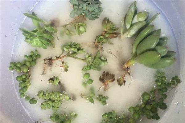 多肉叶子变黄脱落的原因，可能是施肥过多所导致的