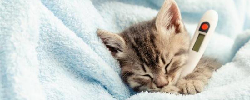 猫咪感冒的症状，有鼻塞、打喷嚏、流鼻涕等症状