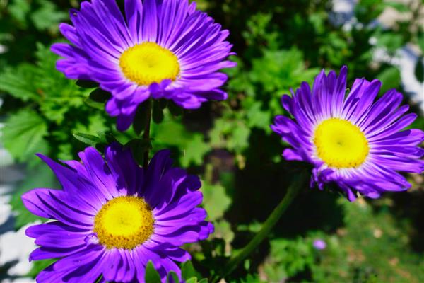 翠菊的花语是什么，寓意默默守护、坚定不移等