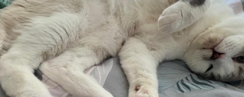 猫脚掌发热是否正常，无其它异常表现即为正常