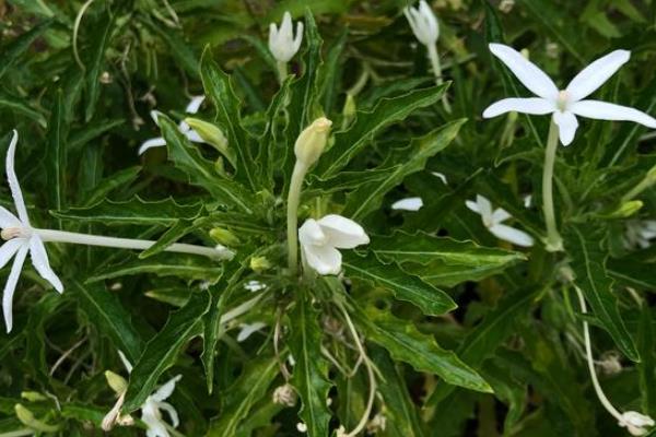 白花蛇舌草的相关介绍，属于一年生披散草本植物