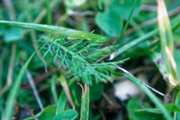 白花蛇舌草的相关介绍，属于一年生披散草本植物