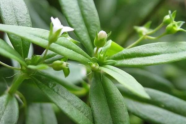 白花蛇舌草的相关介绍，属于一年生披散草本植物