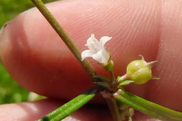白花蛇舌草的相关介绍，属于一年生披散草本植物