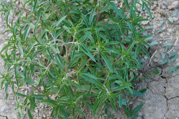 白花蛇舌草的相关介绍，属于一年生披散草本植物
