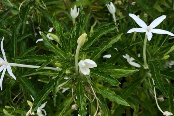 白花蛇舌草的相关介绍，属于一年生披散草本植物